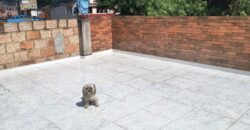 VENDO CASA RENTABLE QUIRIGUA